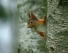 Red Squirrel